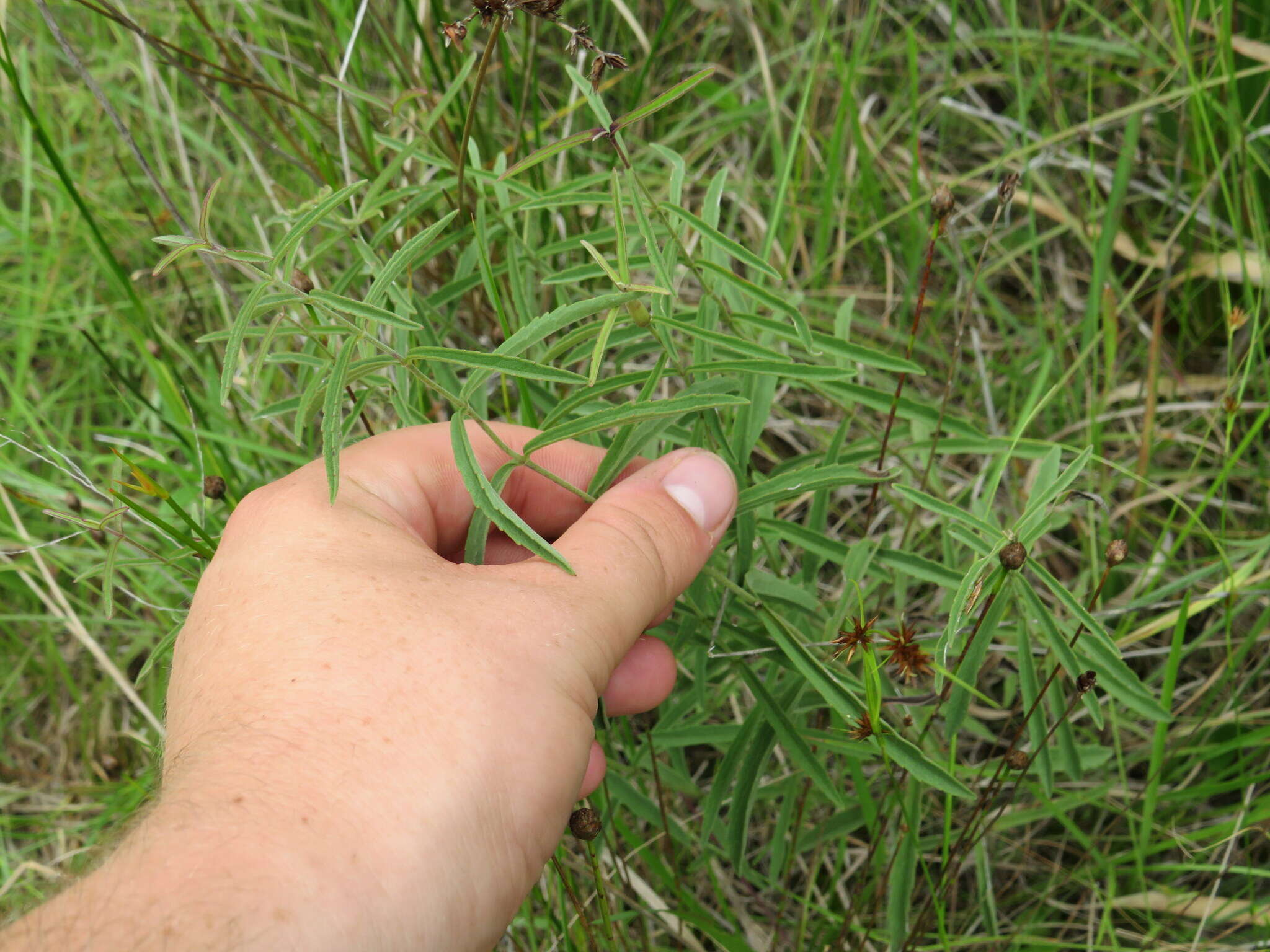 Eupatorium leucolepis (DC.) Torr. & A. Gray resmi