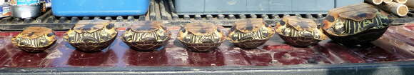 Imagem de Deirochelys reticularia miaria Schwartz 1956