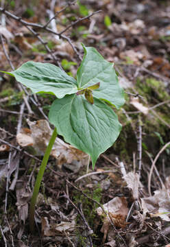 Image of Trillium apetalon Makino