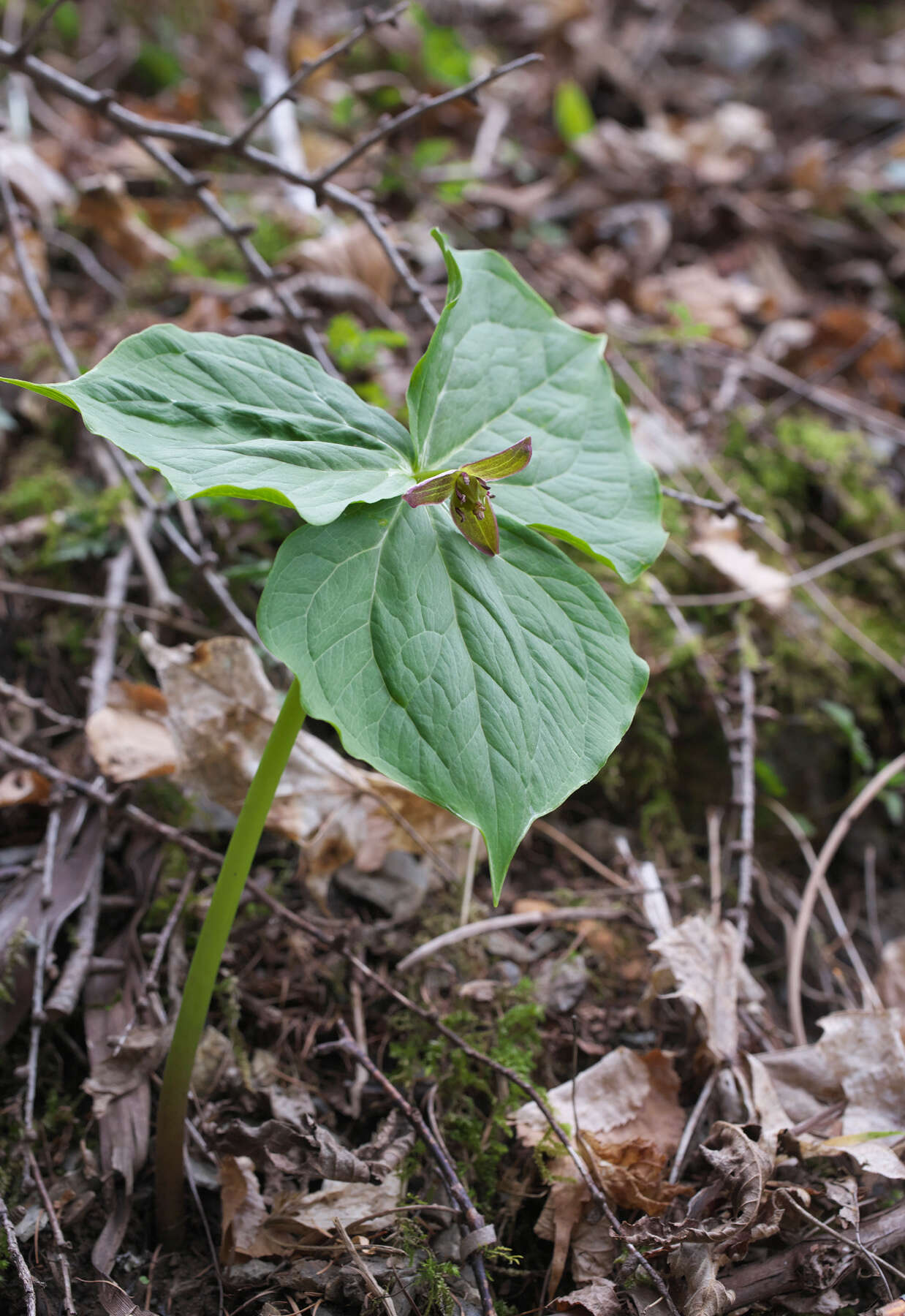 Image of Trillium apetalon Makino