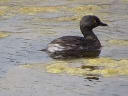 Image of Least Grebe