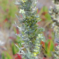 Image of beach wormwood