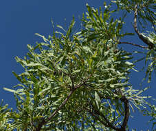 Image of Grevillea mimosoides R. Br.