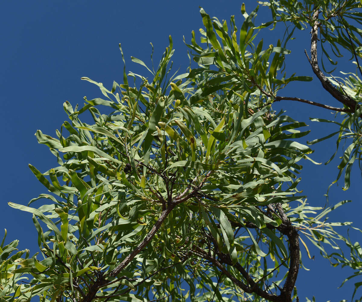 Image of Grevillea mimosoides R. Br.