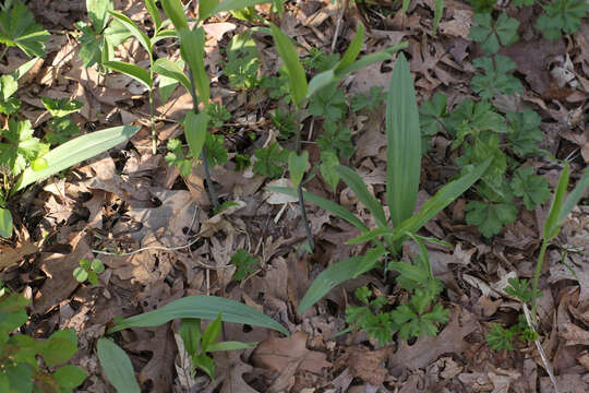 Sivun Allium tricoccum var. burdickii Hanes kuva