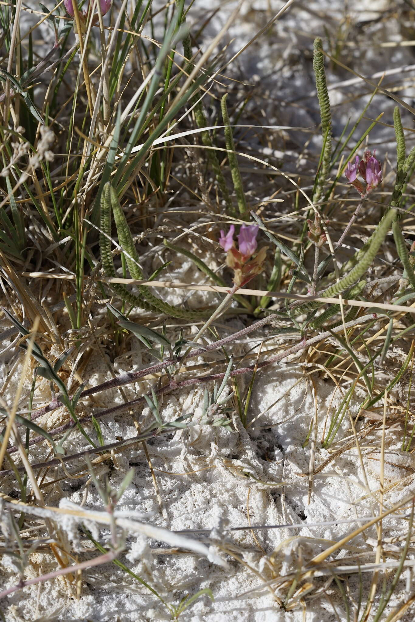 Image of Fish Slough milkvetch