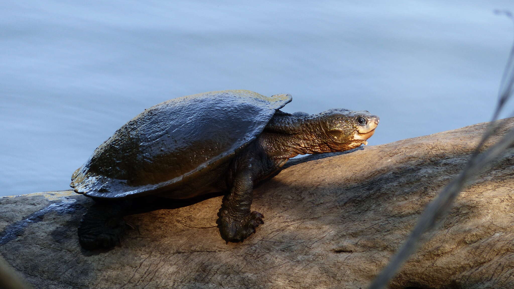 Image of White Throated Snapping Turtle