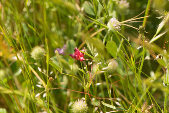 Imagem de Trifolium depauperatum var. depauperatum