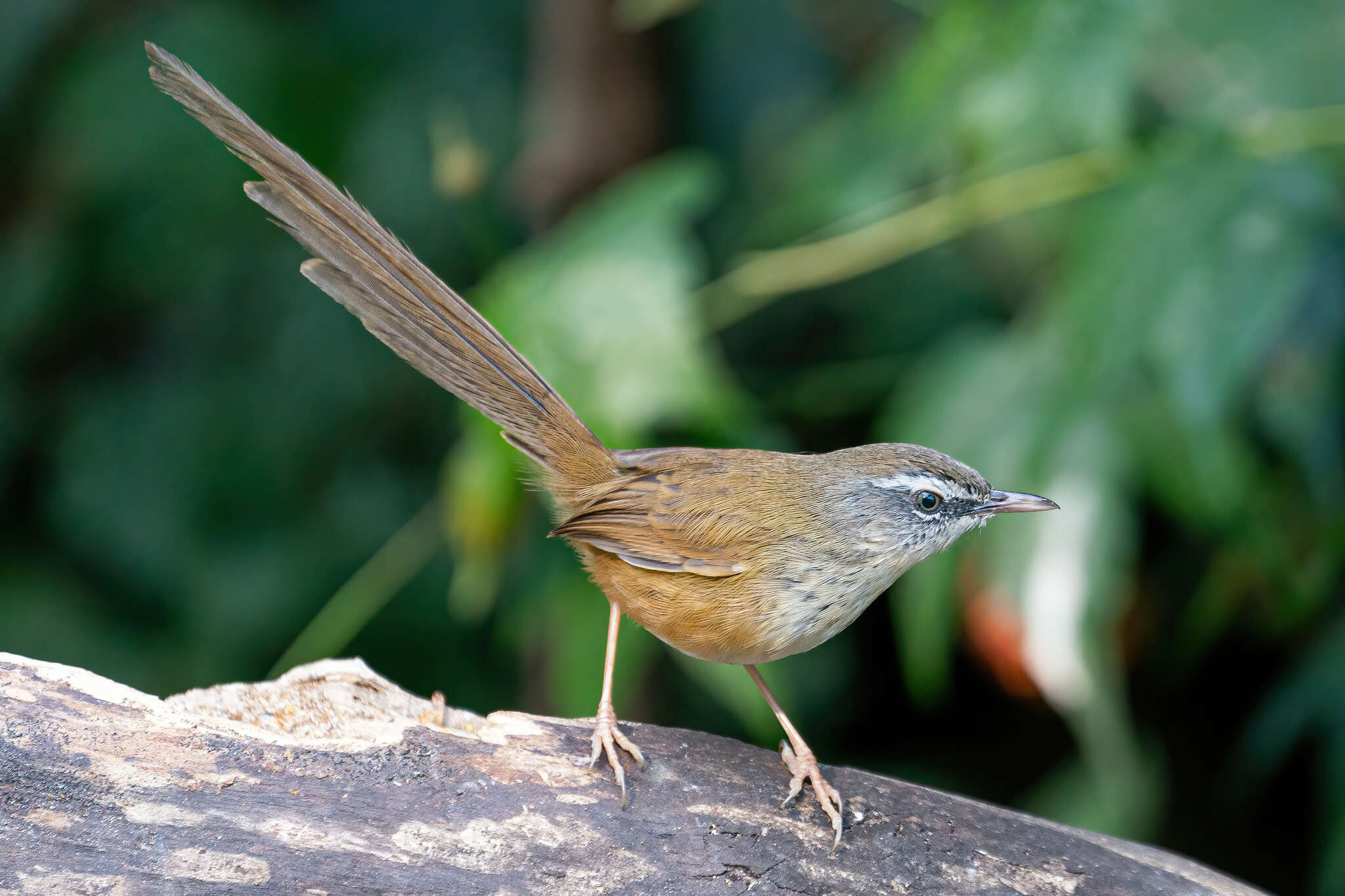 Image of Hill Prinia