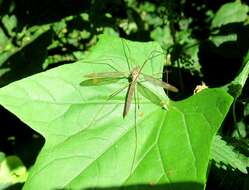 Tipula (Acutipula) fulvipennis De Geer 1776 resmi