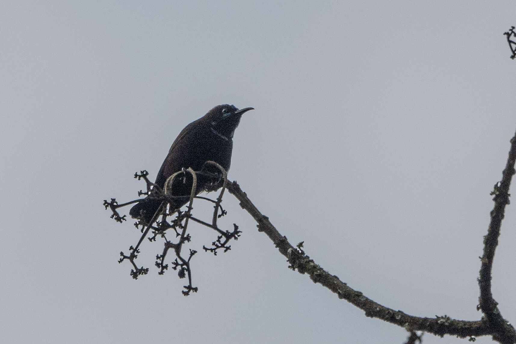 Image of Green-throated Sunbird