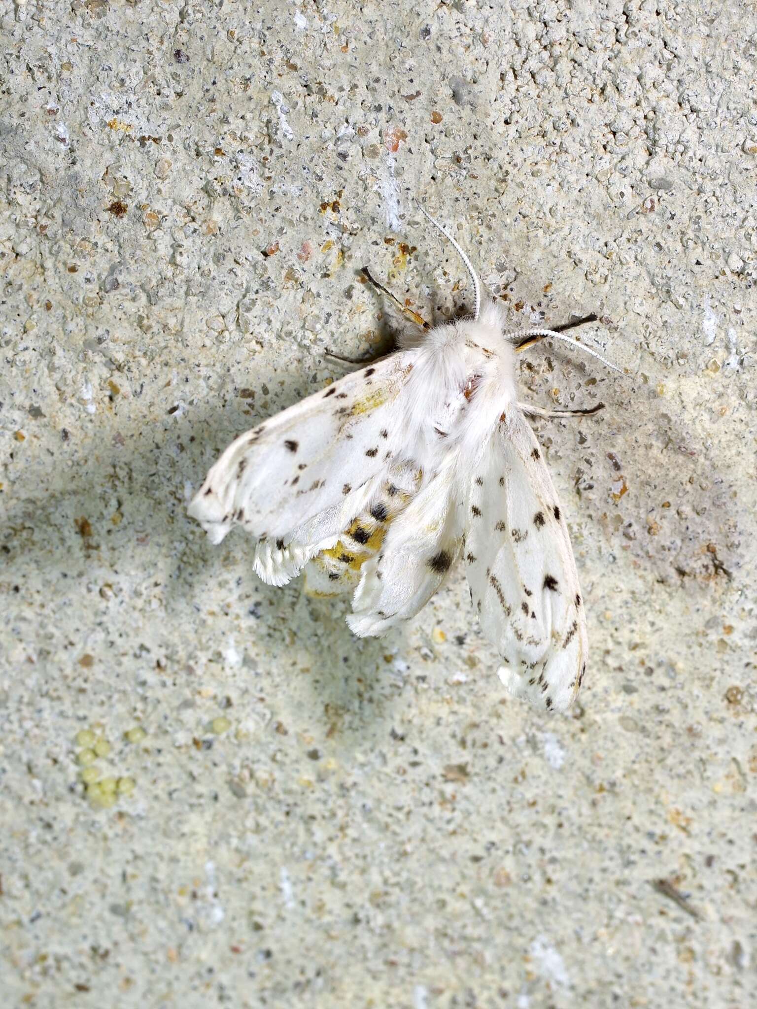 Image of Spilosoma dubia Walker 1855