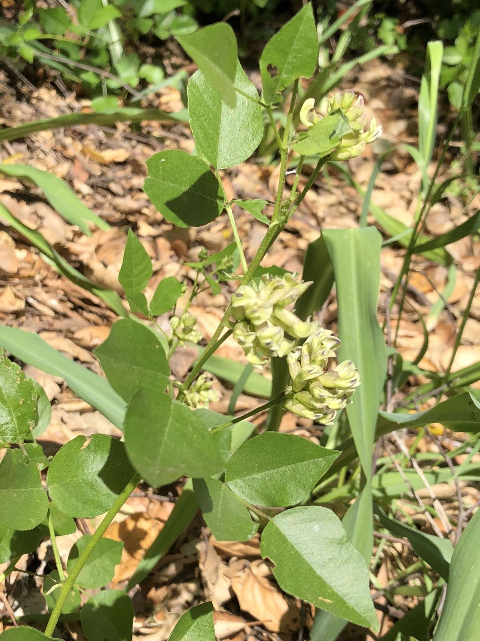 Image of forest scurfpea