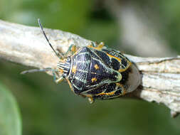 Image of <i>Antestiopsis thunbergii</i>