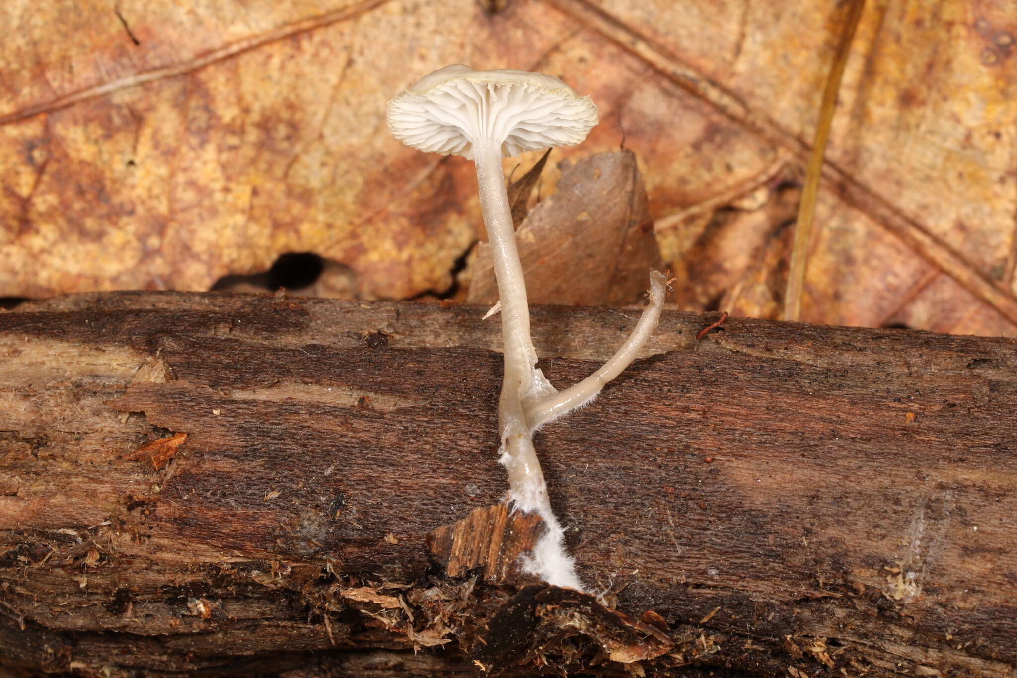 Image of Mycena odorifera (Peck) Sacc. 1887