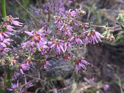 Plancia ëd Erica paucifolia subsp. ciliata (Klotzsch) E. G. H. Oliver