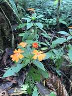 Image of Impatiens hawkeri W. Bull