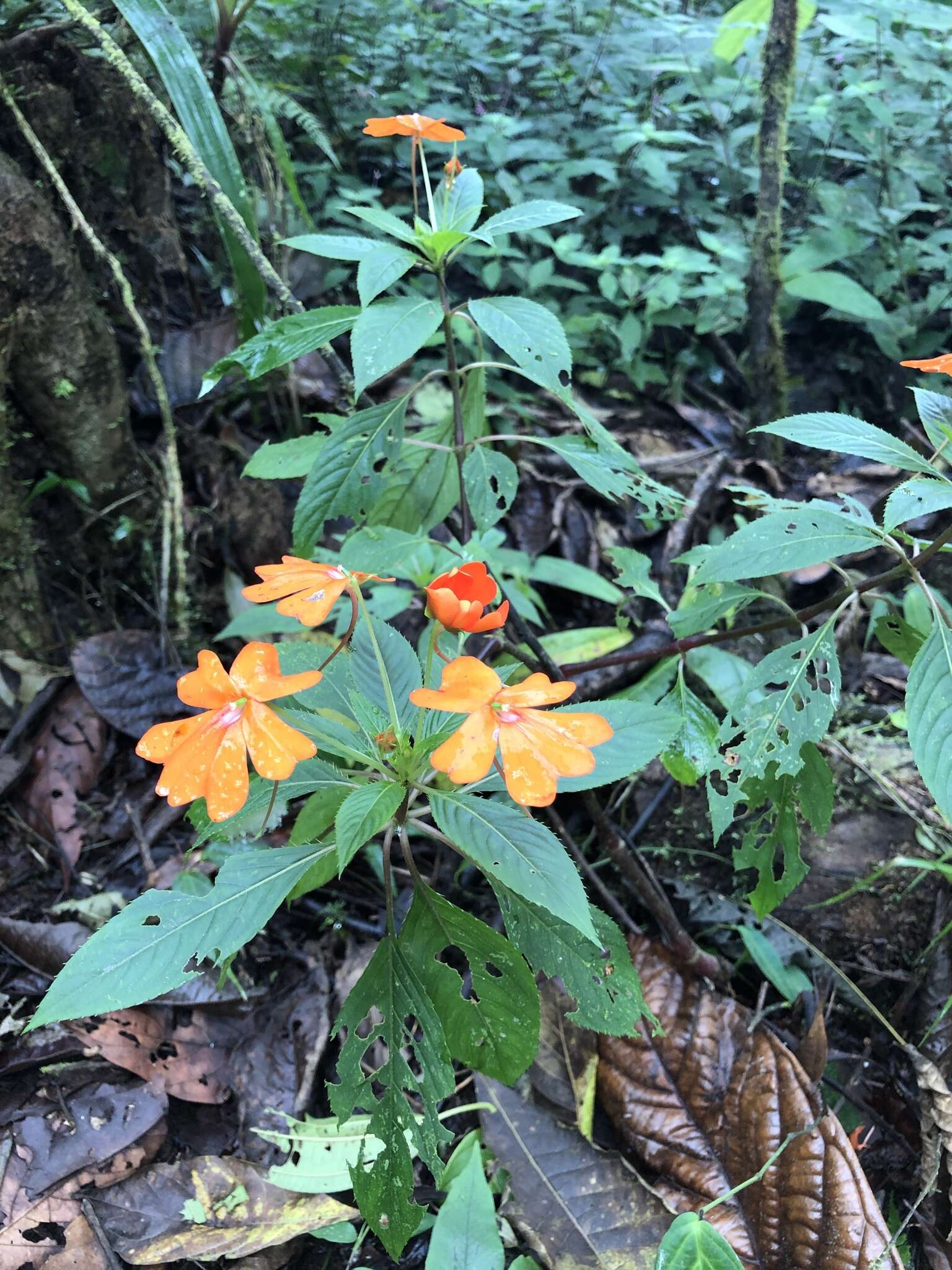 Imagem de Impatiens hawkeri W. Bull