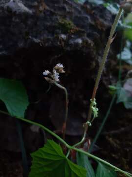 Image of Cheirostylis parvifolia Lindl.