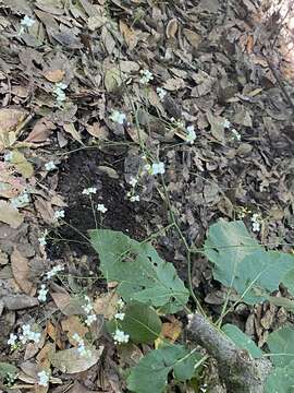 صورة Crambe strigosa L'Hér.