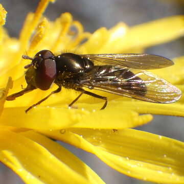 Image of Platycheirus obscurus (Say 1824)