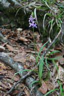 Dactylorhiza urvilleana (Steud.) H. Baumann & Künkele resmi