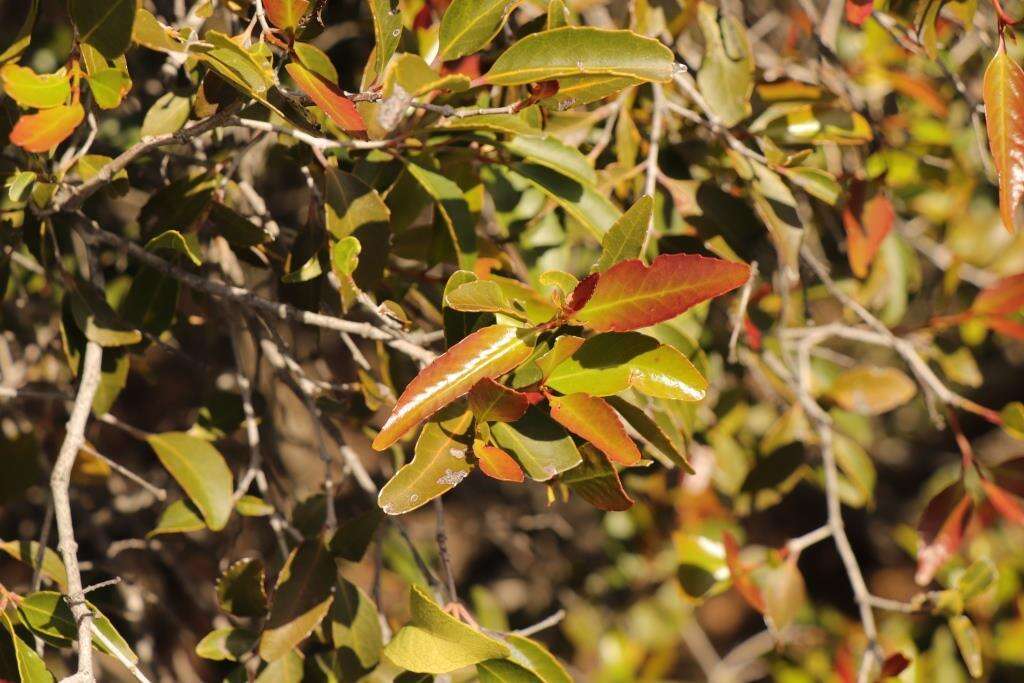 Image of Cassine peragua subsp. affinis (Sond.) R. H. Archer