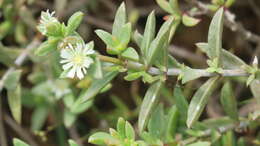 Image of Delosperma uitenhagense L. Bol.