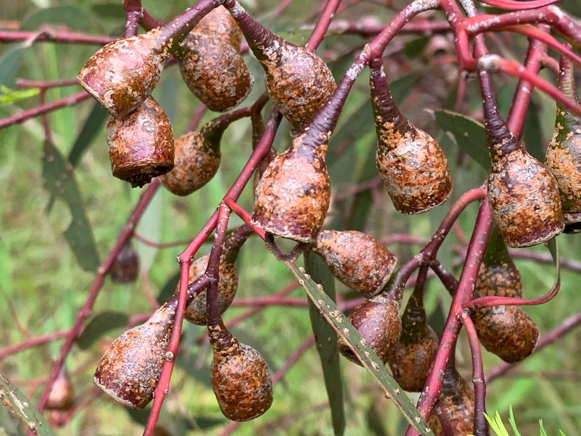 Image de Eucalyptus leucoxylon subsp. megalocarpa D. J. Boland