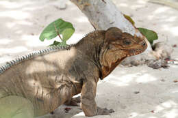 Image of Rhinoceros Iguana