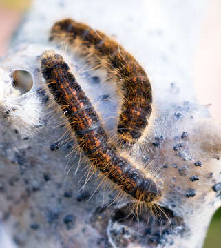 Image of Malacosoma californica Packard 1864