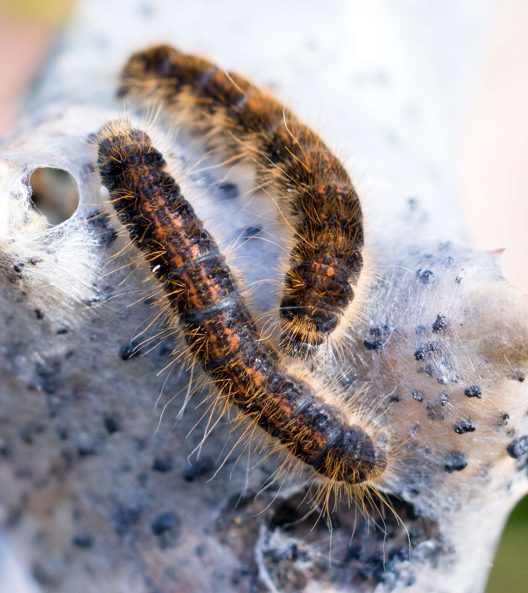 Image of Malacosoma californica Packard 1864