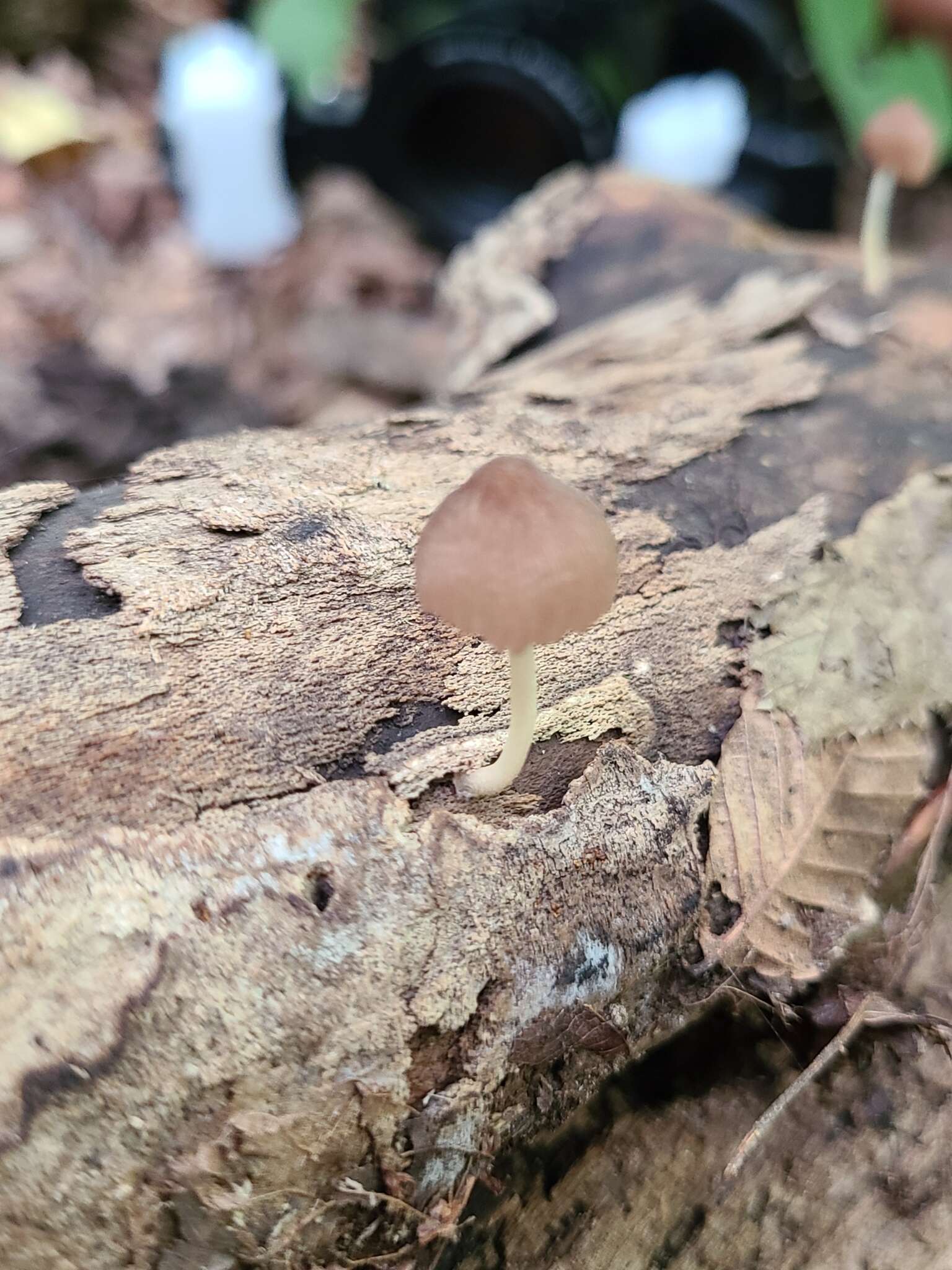 Image of Pluteus heteromarginatus Justo 2011