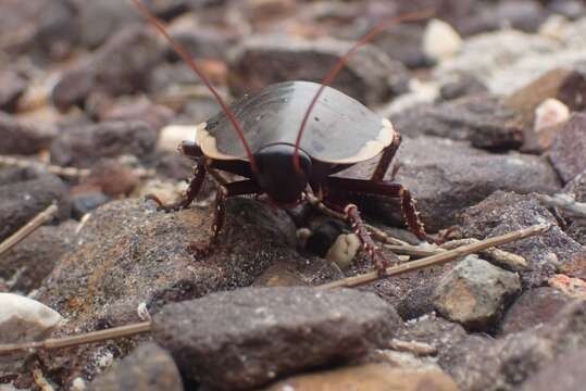 Image of Botany Bay Cockroach