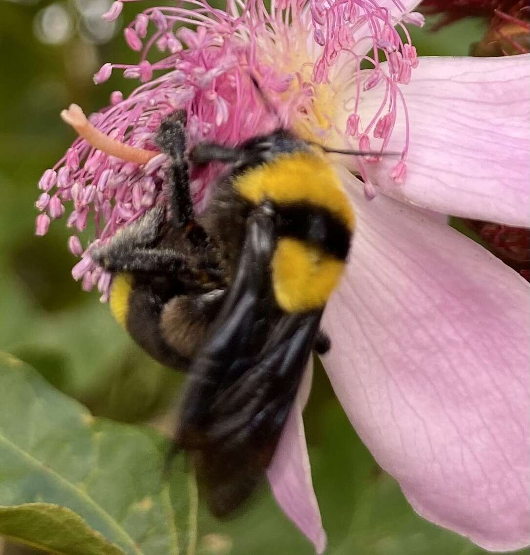 Imagem de Bombus transversalis (Olivier 1789)