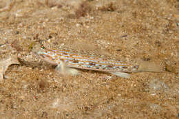 Image of Hoese&#39;s sandgoby