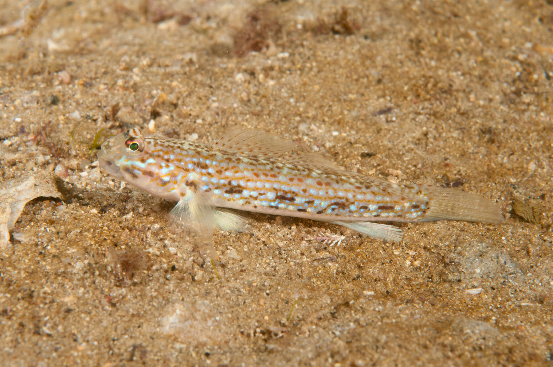 Image of Hoese&#39;s sandgoby