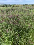 Plancia ëd Vicia eriocarpa