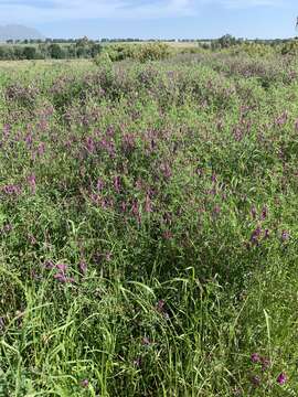 Image of Vicia eriocarpa