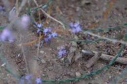 Image of mint vervain