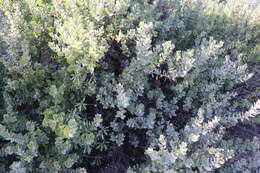 Image of woollyleaf manzanita