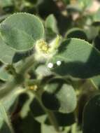 Image of Euphorbia petiolata Banks & Sol.