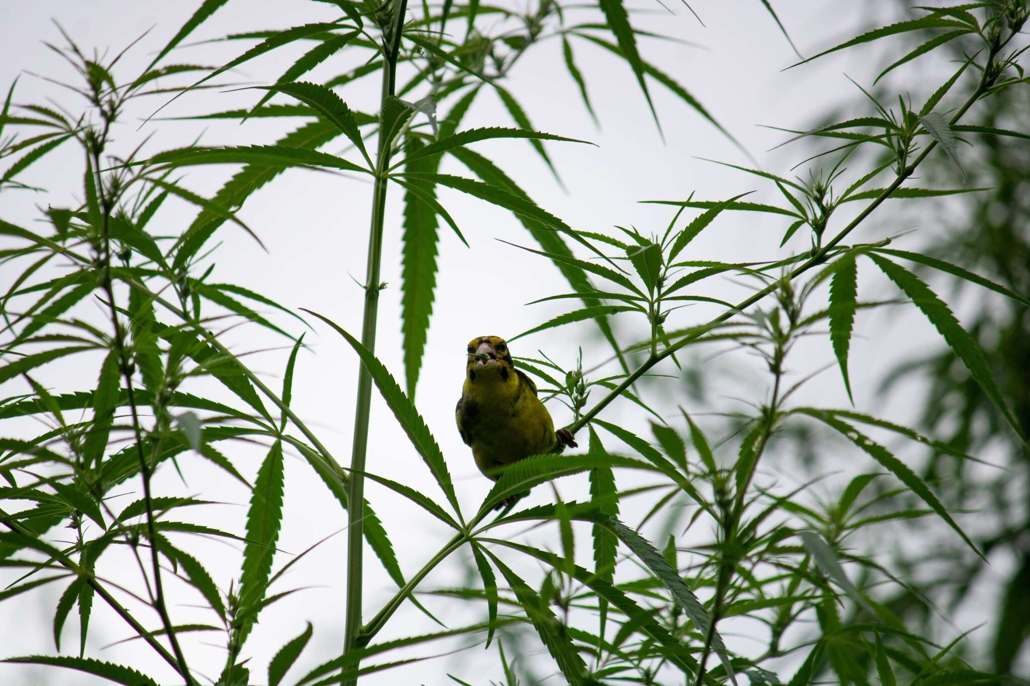 Image of Yellow-breasted Greenfinch