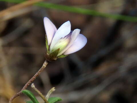 Image of <i>Lotononis complanata</i>