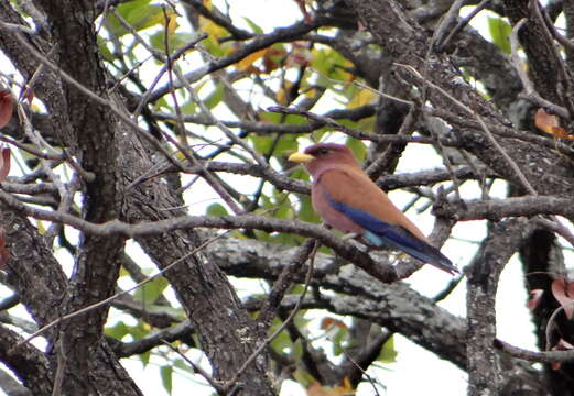 Image of Broad-billed Roller