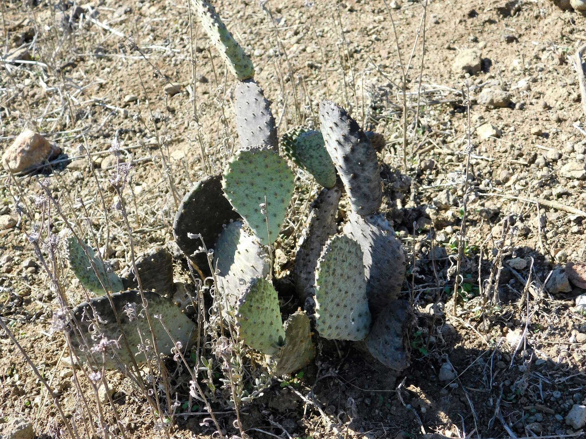 صورة Opuntia basilaris var. basilaris