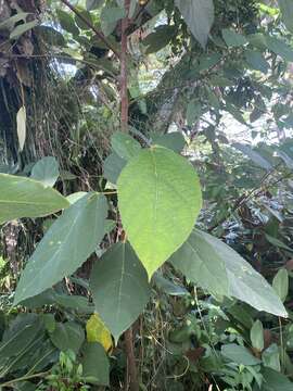 Ficus grossularioides Burm. fil.的圖片