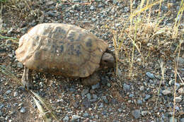 Image of Testudo graeca marokkensis Pieh & Perälä 2004