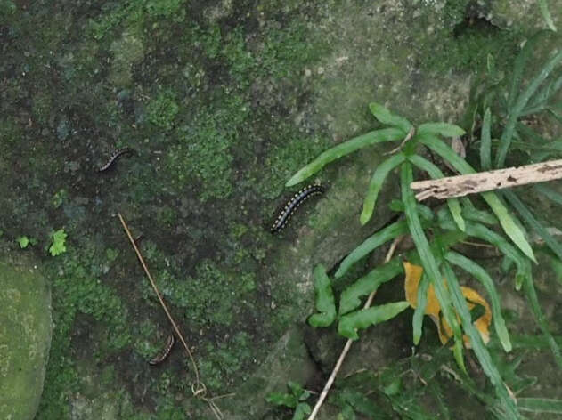 Imagem de Orthomorphella pekuensis (Karsch 1881)