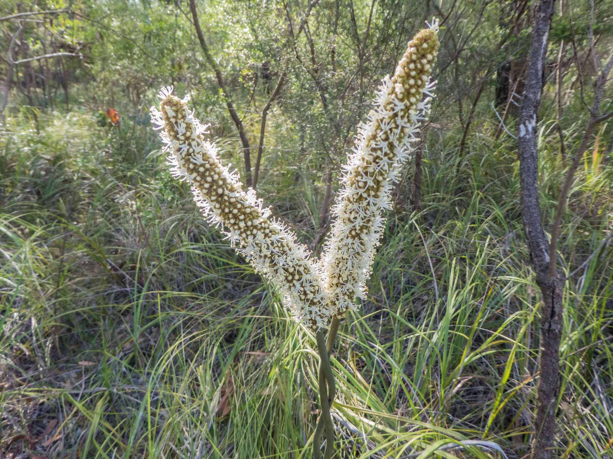 Image of Xanthorrhoea minor subsp. lutea D. J. Bedford